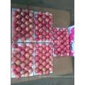 Fresh fuji apple sizes from yantai china